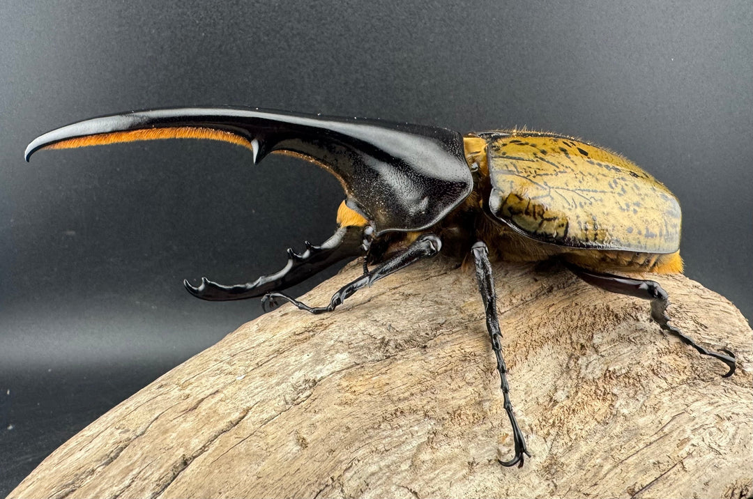 《ヘラクレス・ヘラクレス 143mm ペア》