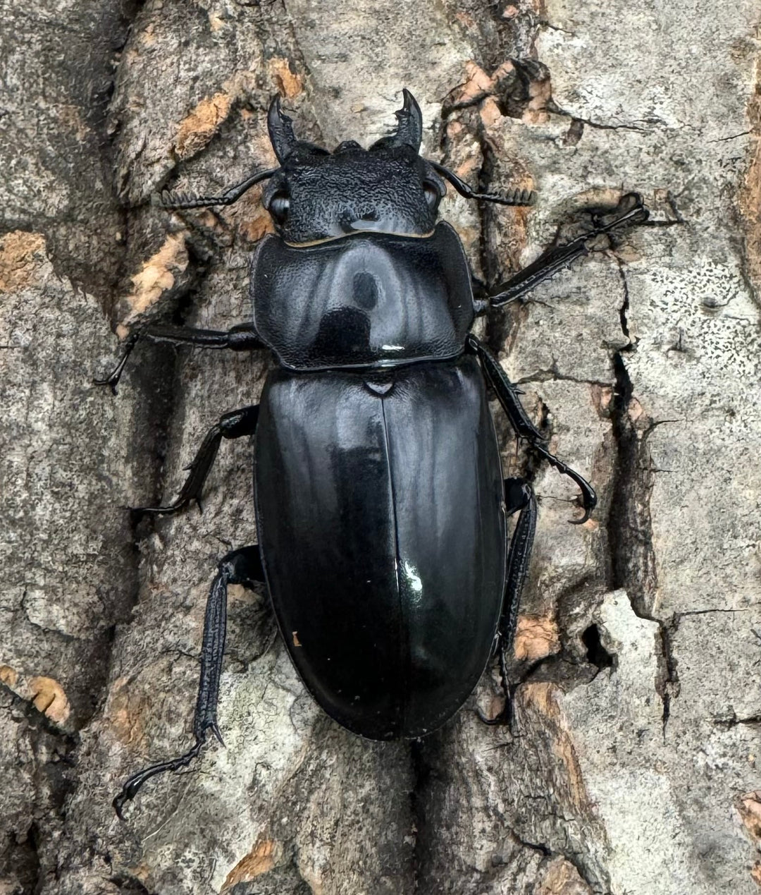 【WD】《リノケロスフタマタクワガタ 80mm ペア》