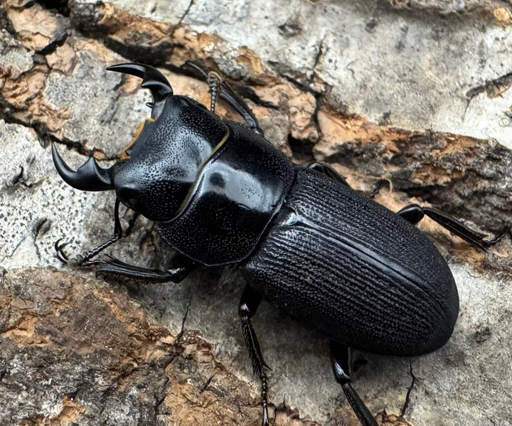 【WD】《ドルクス メンシウス 27ｍｍ ペア》