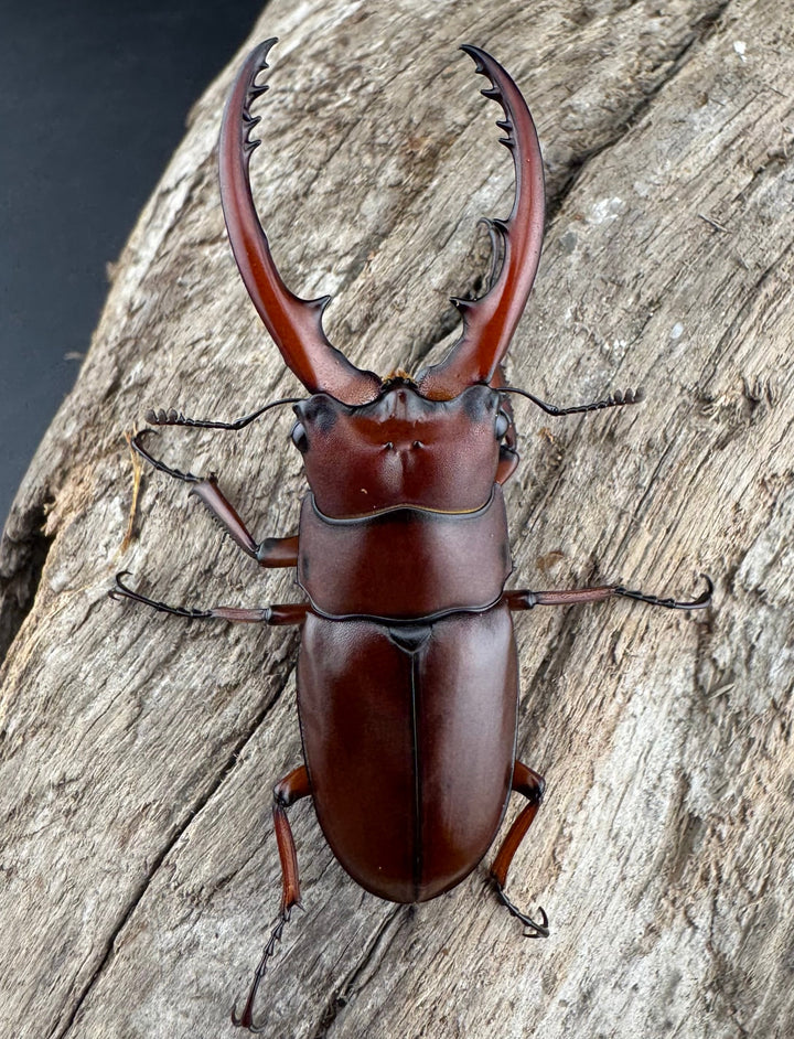 【WD】《アスタコイデス亜種fraternus 51mm ペア》