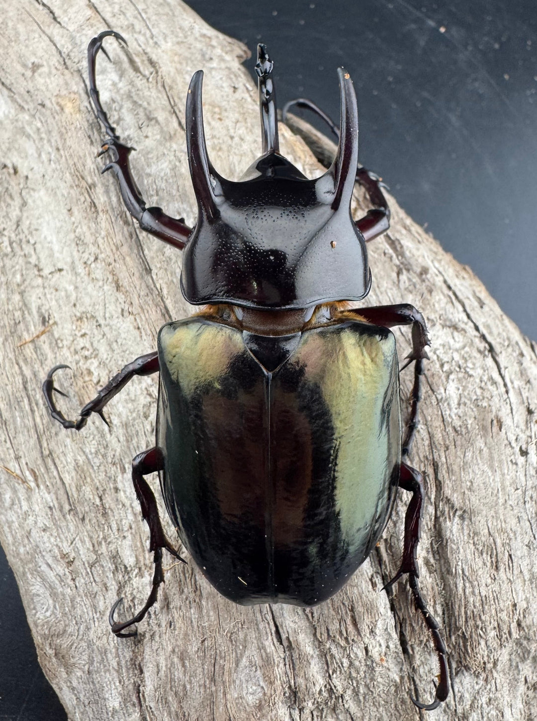 【WD】《ジャワコーカサスオオカブト 68mm B品ペア》