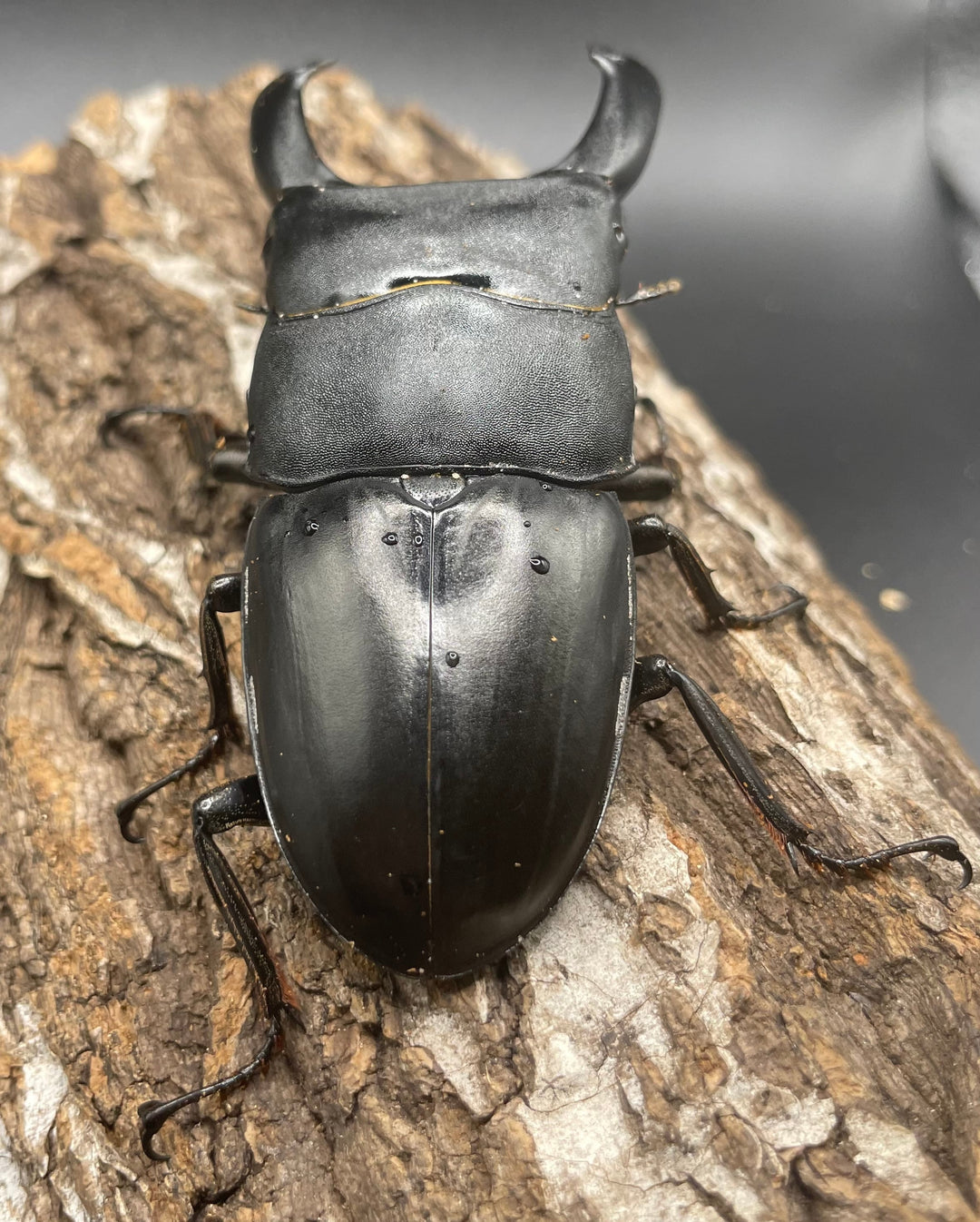 【WD】大型《カマリネスヒラタ 96mm ペア》