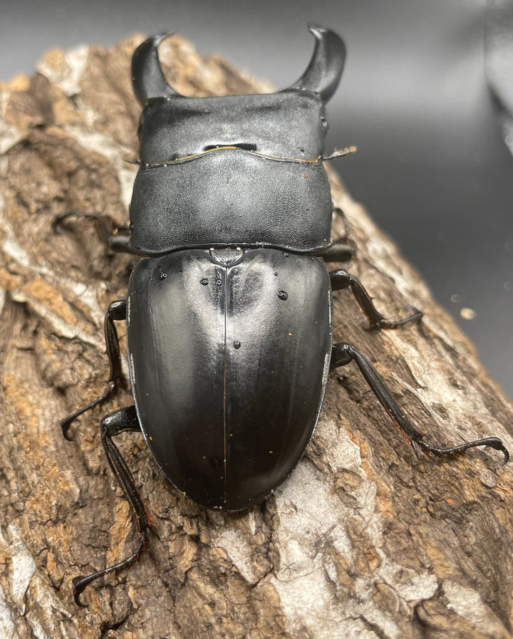 【WD】大型《カマリネスヒラタ 96mm ペア》