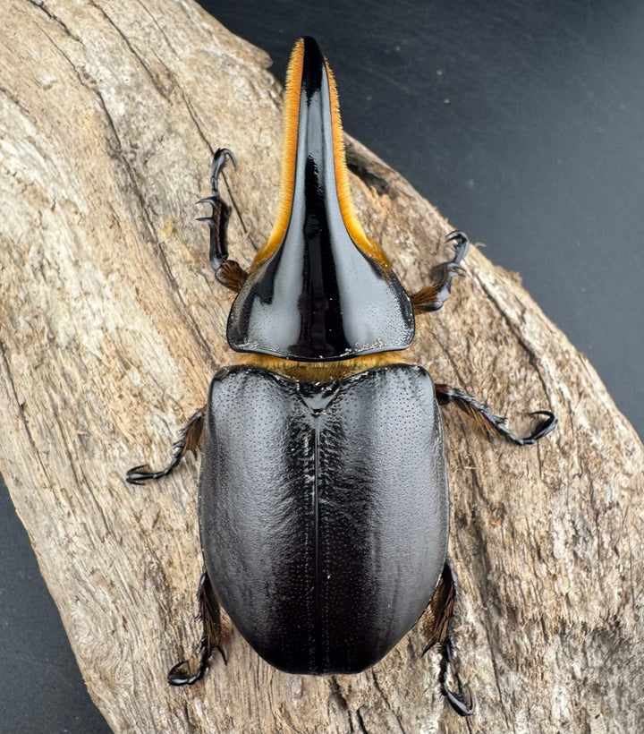 《サタンオオカブト 81mm ペア》