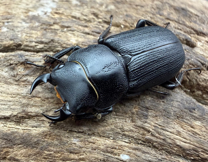 【WD】《ドルクス zhouchaoi（メンシウス ssp.） 24mm ペア》