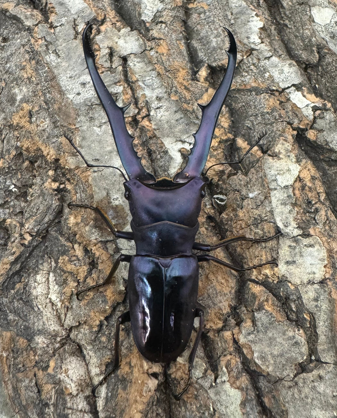 【美麗】《メタリフェルホソアカ 75mm ペア》わたくわ氏ブリード個体