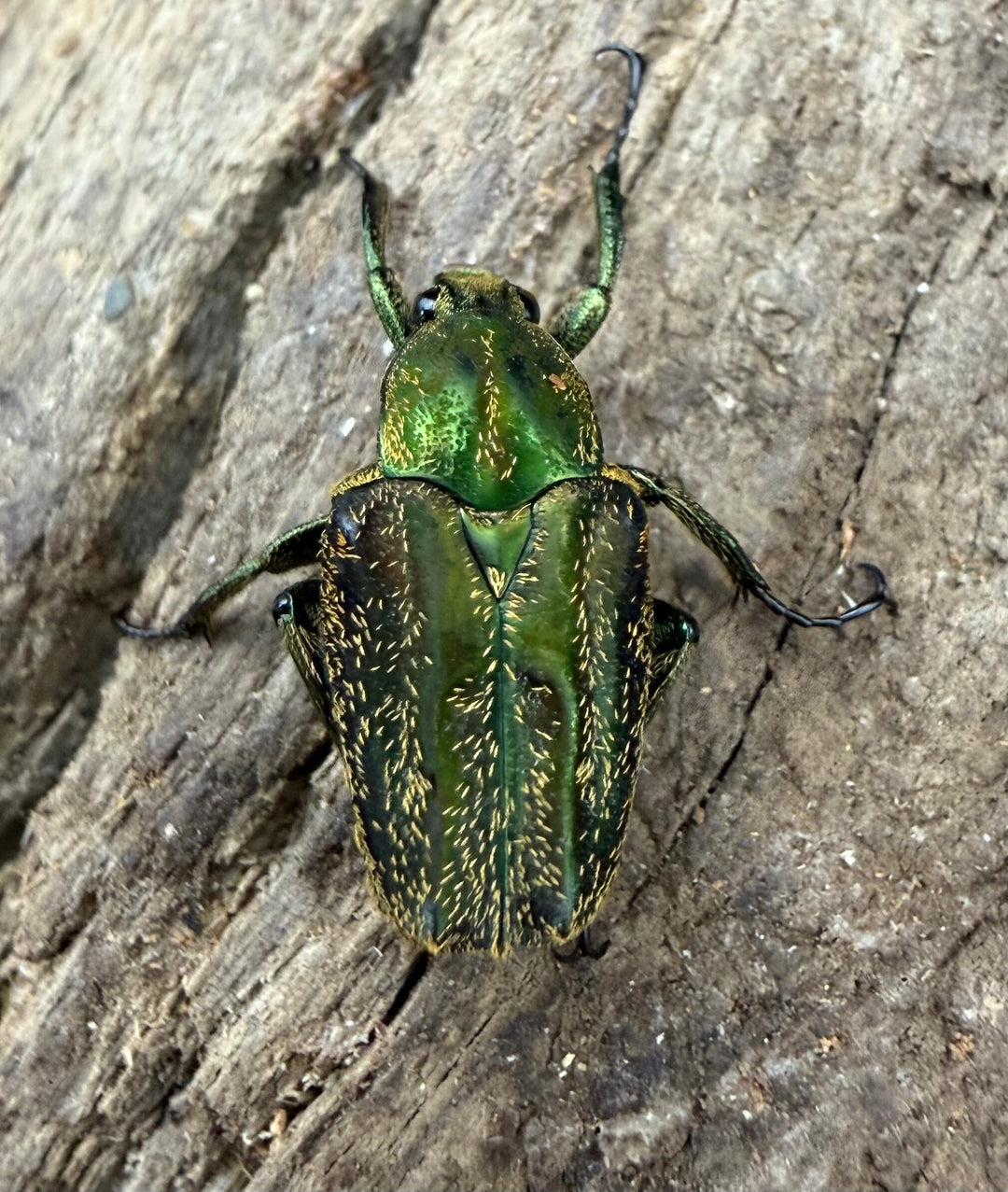 《セブサビカブトハナムグリ Free ペア》②