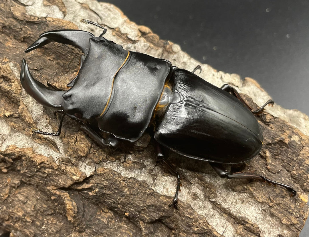 《ホペイオオクワガタ SL血統 74mm ペア》