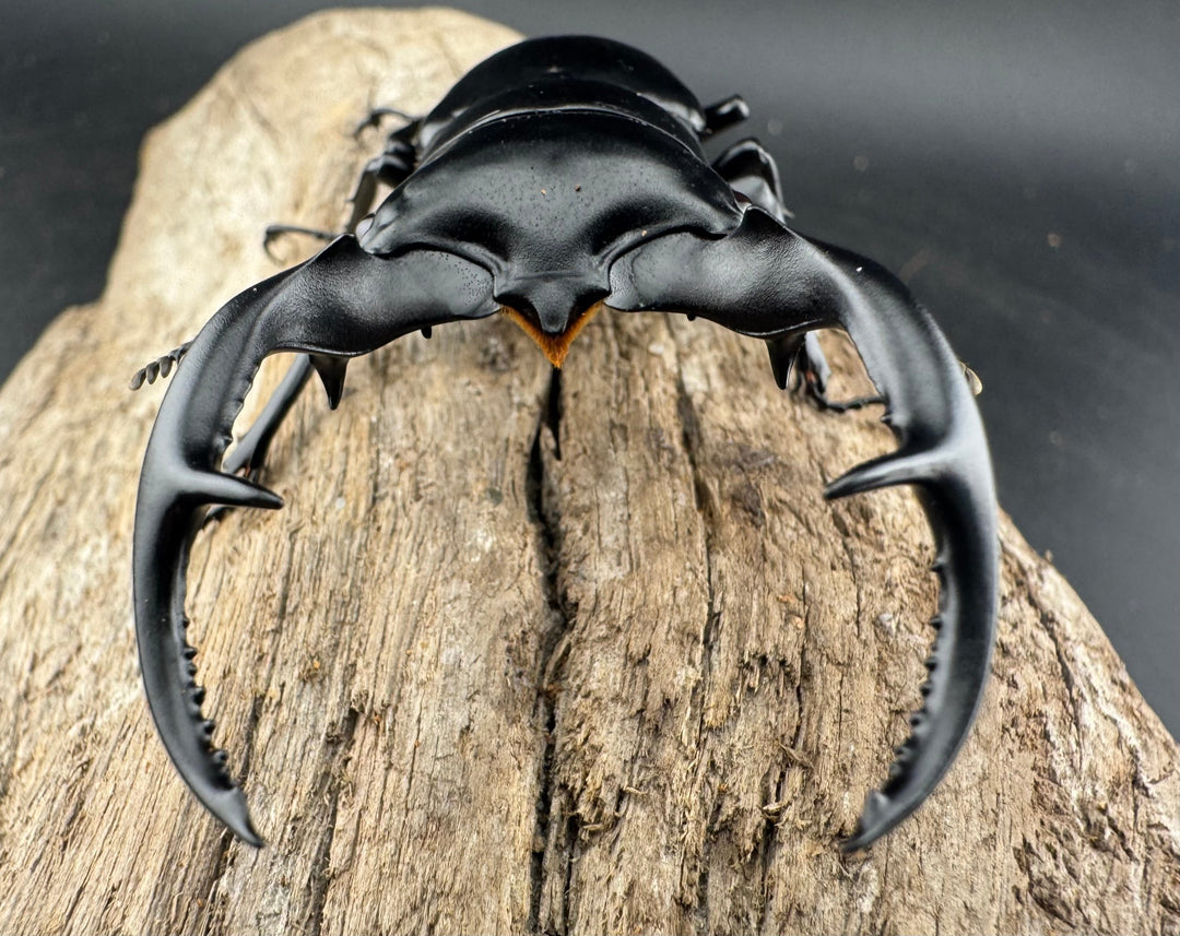 【WD】《ウエストウッディ亜種カズミアエ 雲南省産 81mm ペア》