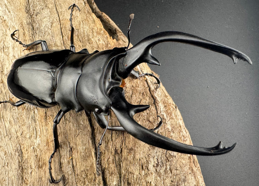 【WD】《インターメディアツヤクワガタ ネグロス島産 96mm ペア》