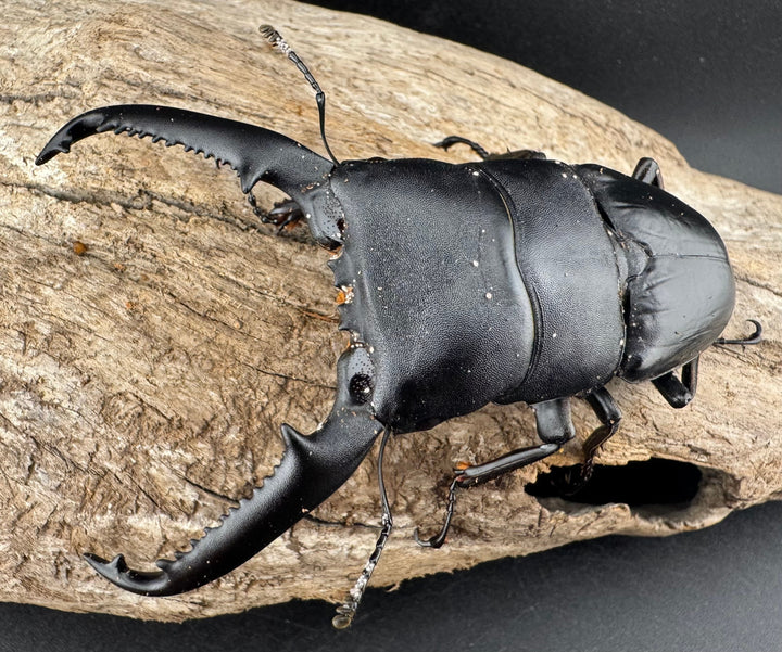 【WD】ロングホーン《パラワンオオヒラタ ガントン産 93mm ペア》