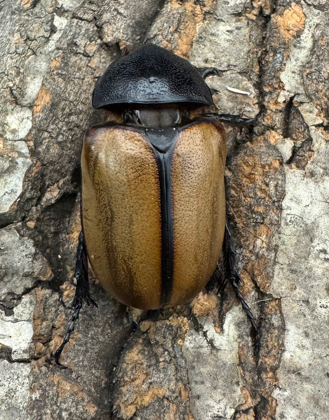 【WD】《ゴホンツノカブト 75mm ペア》