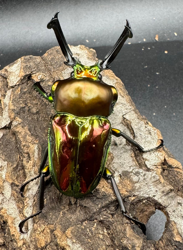 《ニジイロクワガタ 59mm ペア》