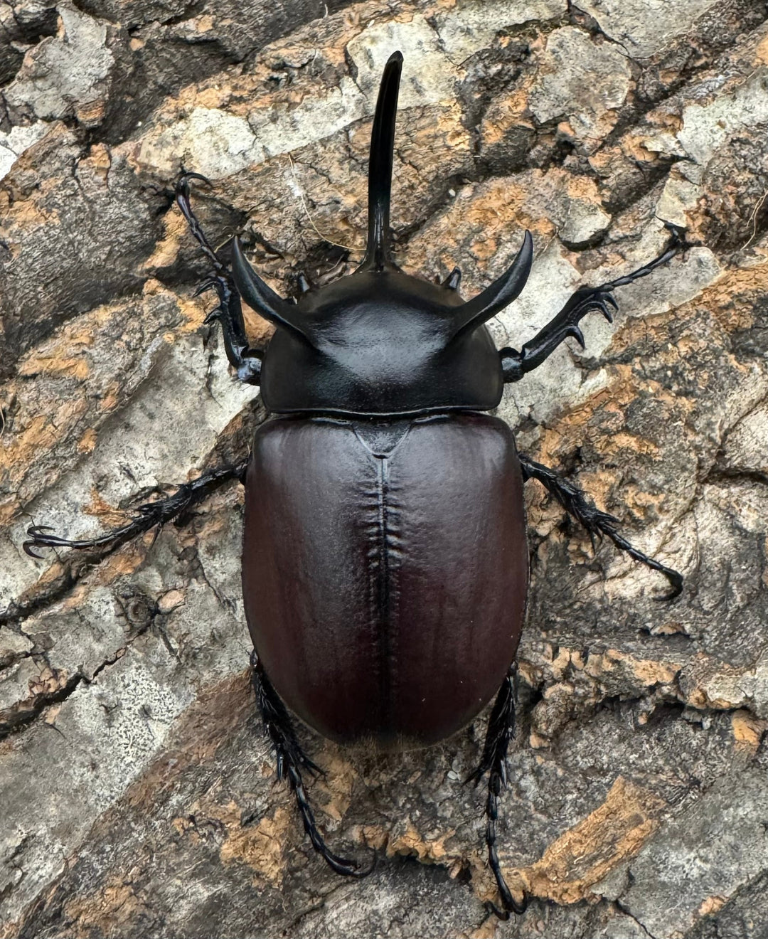 【WD】《シャムゴホンツノカブト 60mm ペア》