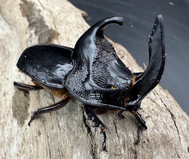 【WD】《シムソンメンガタカブト 南カリマンタン産 56mm ペア》