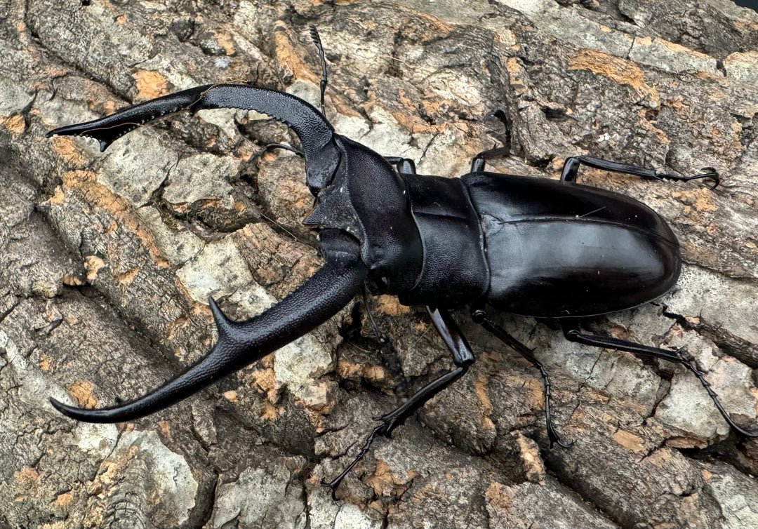 【WD】《マンディブラリスフタマタ 100mm ペア》