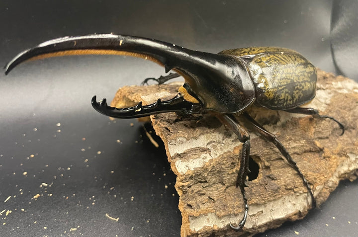 《ヘラクレス・ヘラクレス 145mm ペア》