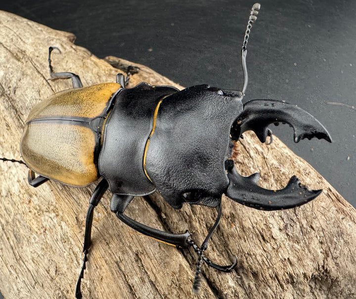 【WD】大型《カステルナウディツヤ 80mm A’品ペア》