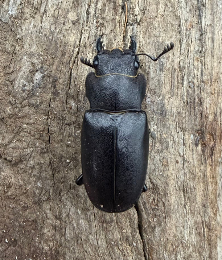 《メタリフェルホソアカ亜種フィナエ パープル系 84mm ペア》