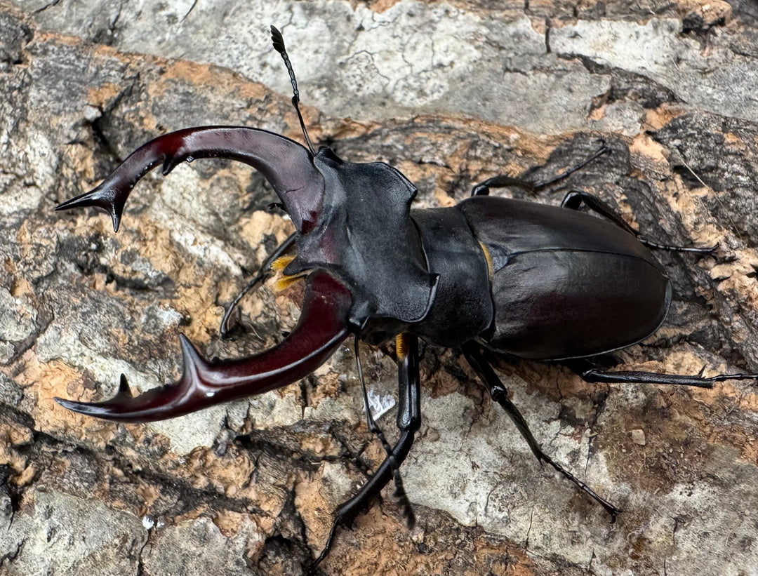 《ヨーロッパミヤマ（ケルブスミヤマ） 62mm ペア》