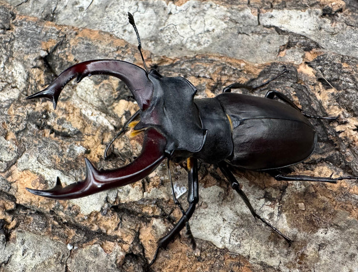 《ヨーロッパミヤマ（ケルブスミヤマ） 62mm ペア》