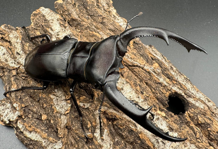 【WD】《マンディブラリスフタマタ 97.5mm ペア》