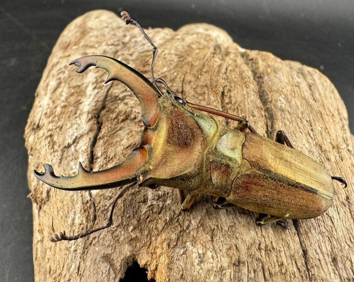 【WD】大型《ズベールホソアカ マラグサン産 50mm ペア》