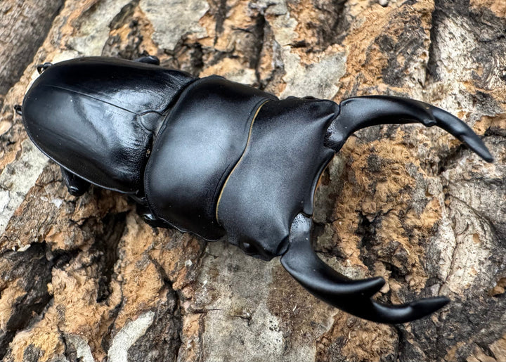 【WD】《ホペイオオクワ 安徽省産 58mm ♂♀♀トリオ》