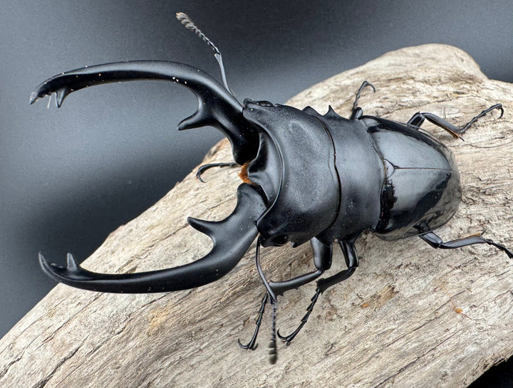 【WD】《インターメディアツヤクワガタ パラワン産 93mm ペア》