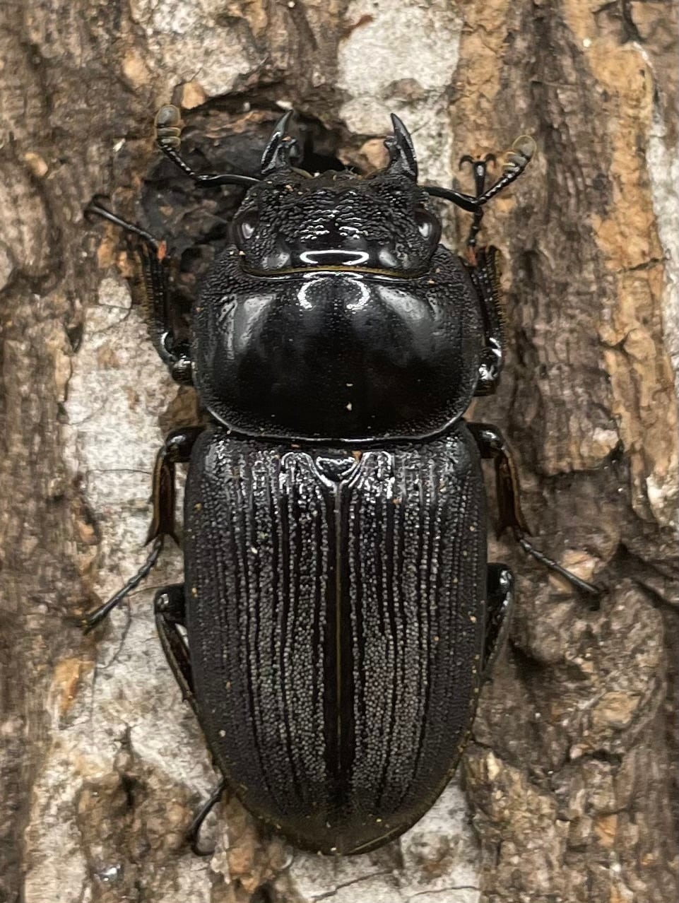 【WD】《ミンダナオパリーオオクワ ♀単》