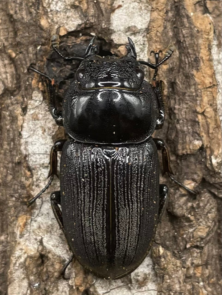 【WD】《ミンダナオパリーオオクワ ♀単》