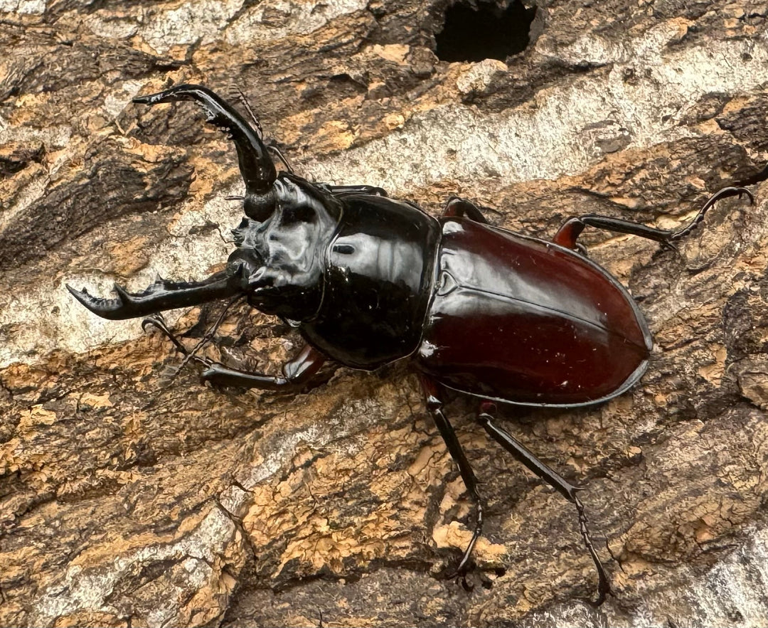 【WD】《オーベルチュールクロツヤシカ 50mm ペア》