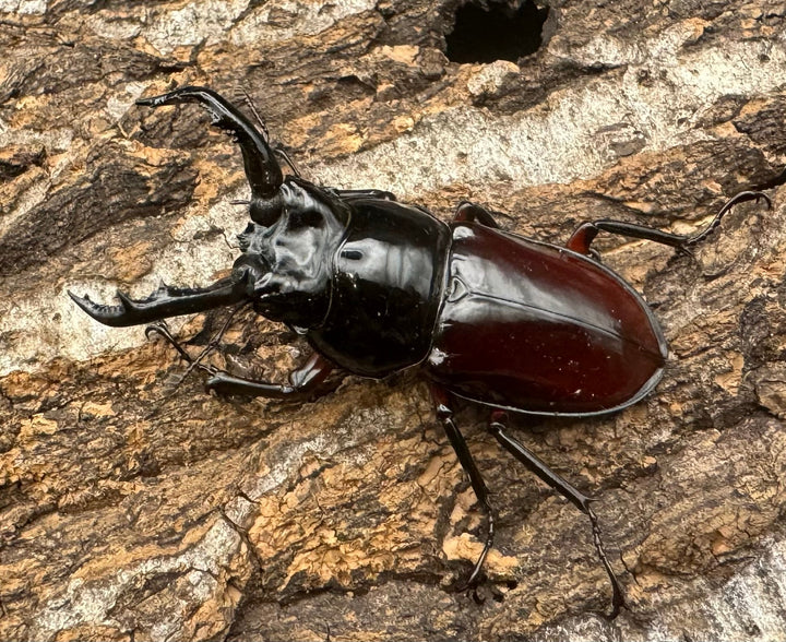 【WD】《オーベルチュールクロツヤシカ 50mm ペア》