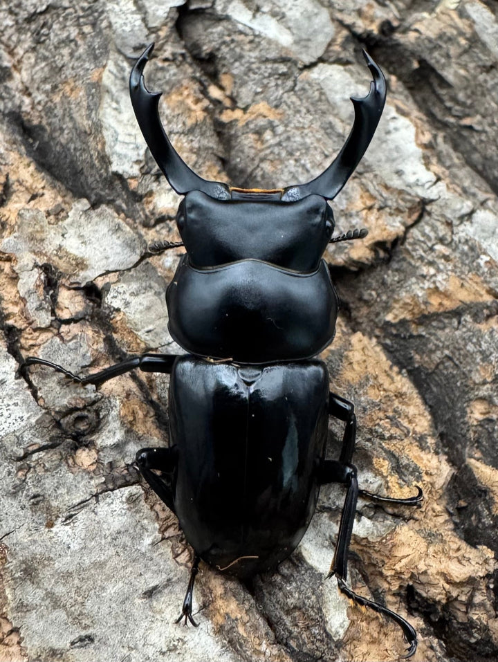 【WD】《セメノウコクワ 会東産 46mm ペア》