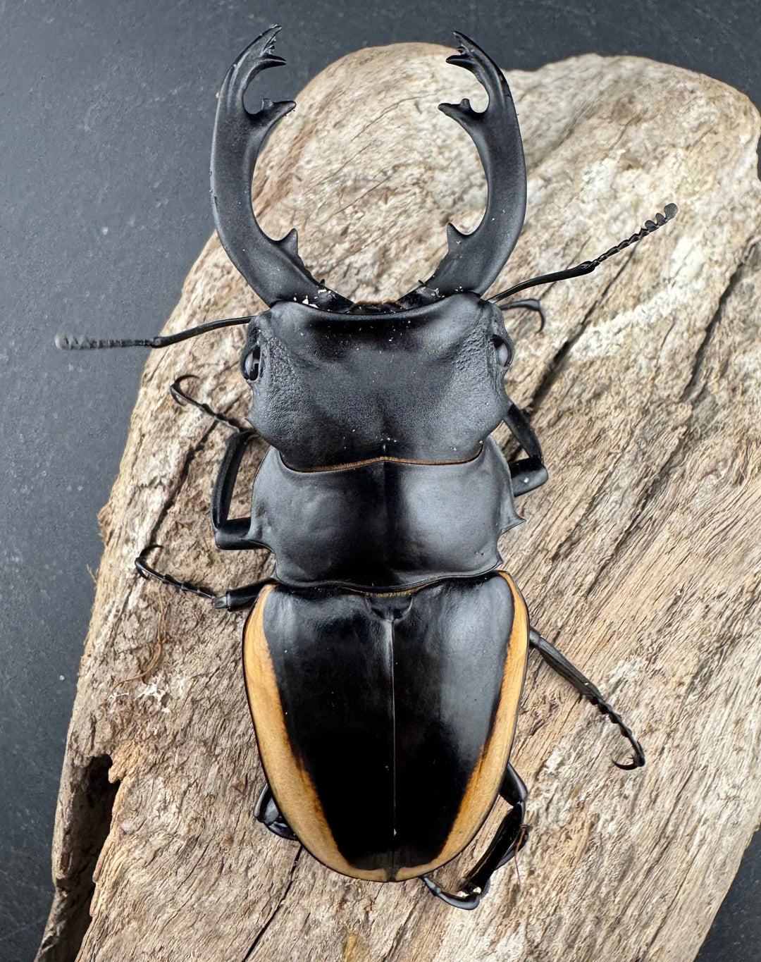 【WD】《クベラツヤ亜種sinensis バックカン産 87mm ペア》