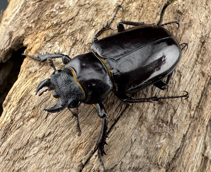 【WD】《パンミヤマクワガタ 29mm ♀単》