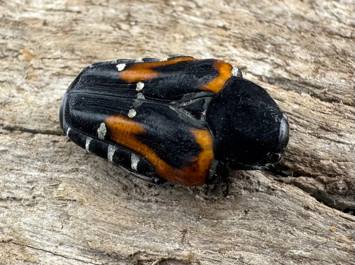 《ミイロエグリハナムグリ Free ペア》