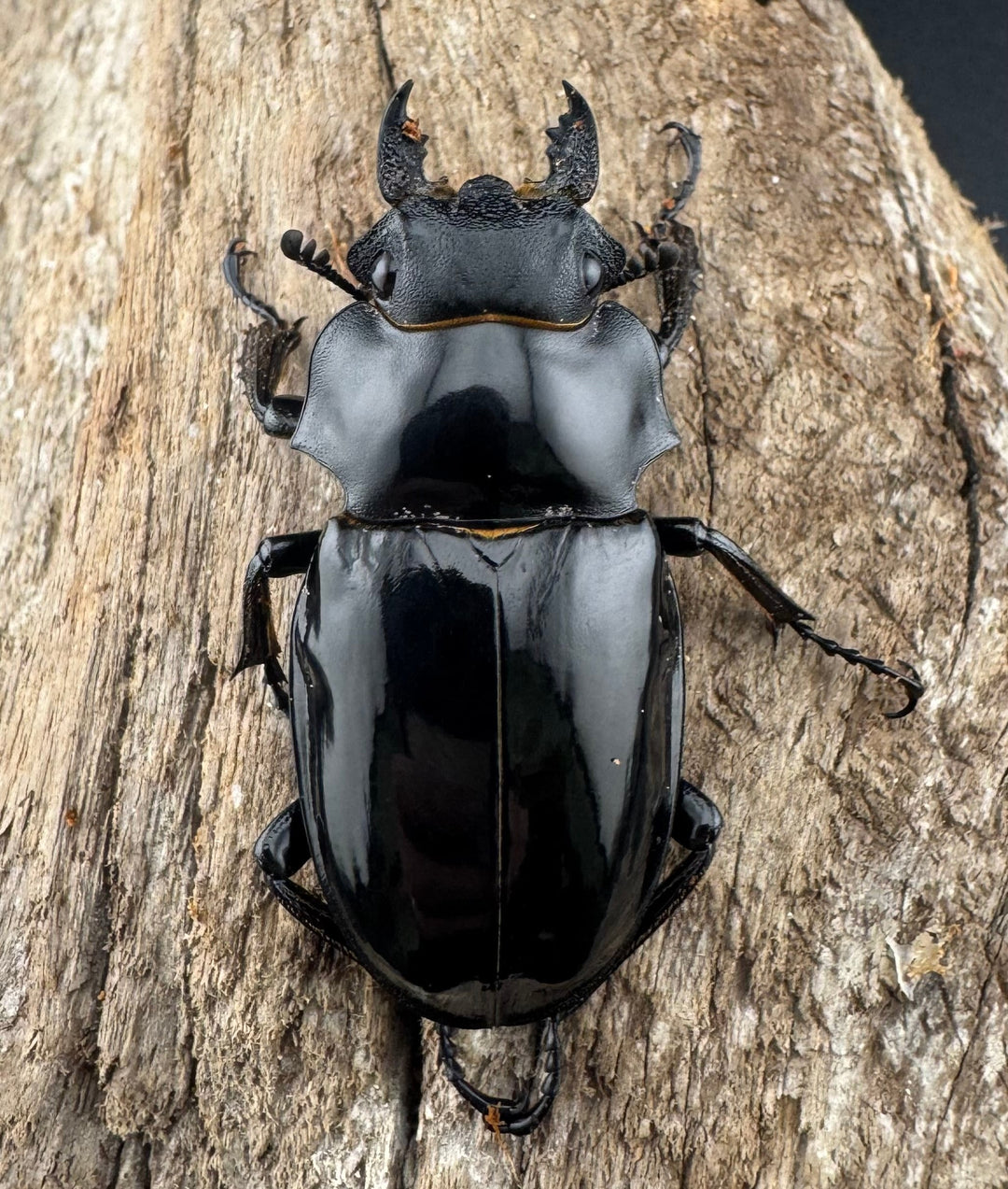 【WD】《ルディカツヤクワガタ 71.5mm B品ペア》