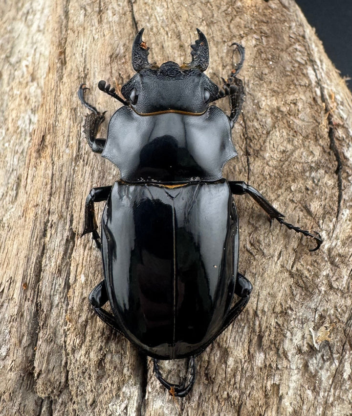 【WD】《ルディカツヤクワガタ 71.5mm B品ペア》