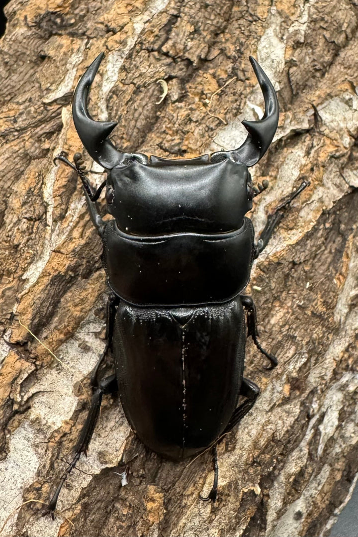 【WD】《クルビデンスオオクワ 雲南省産 61mm ペア》