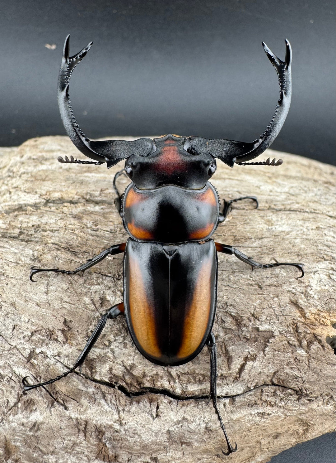 【WD】《スペキオススシカクワガタ 56mm ペア》