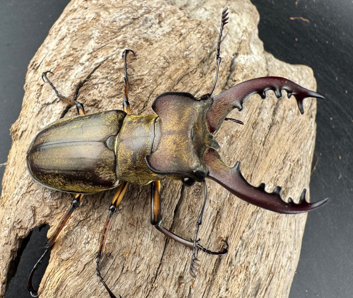 【WD】《ミヤマクワガタ 山梨県産 62mm ペア》