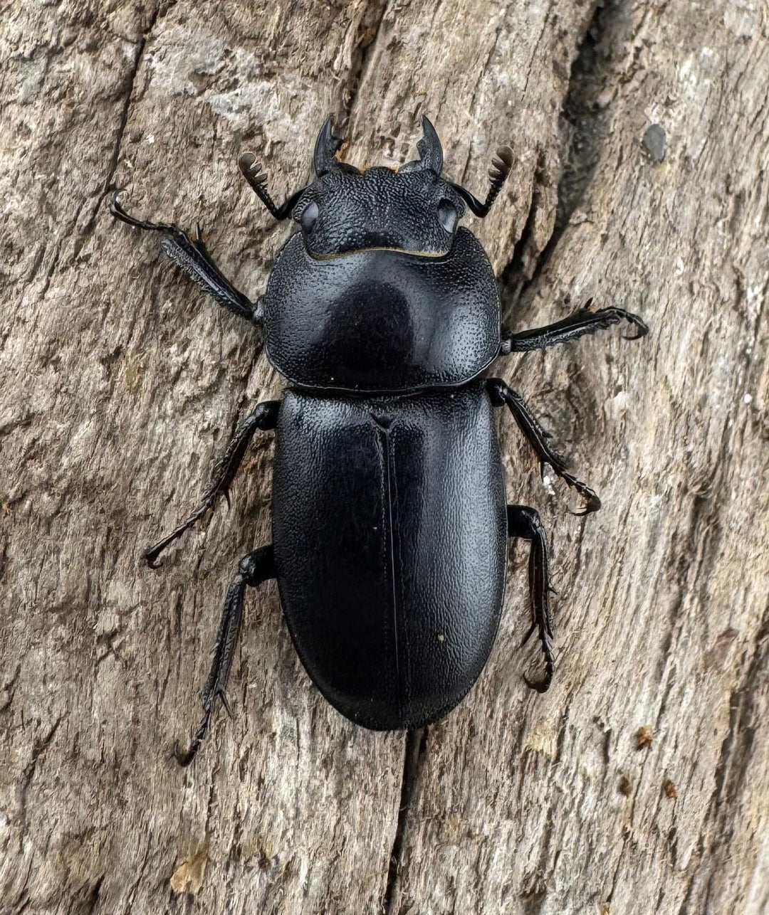 【WD】《トンキンノコギリヒラタ 海南省産 46mm ペア》