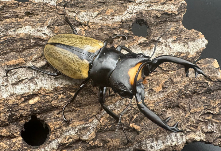 【WD】《ラコダールツヤクワガタ ブラスタギ産 73mm ペア》