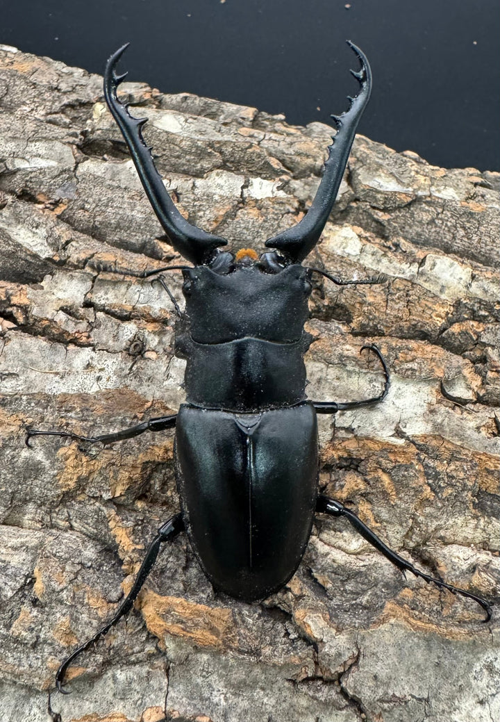 即ブリ《ギラファノコギリ亜種ケイスケ 88mm ペア》