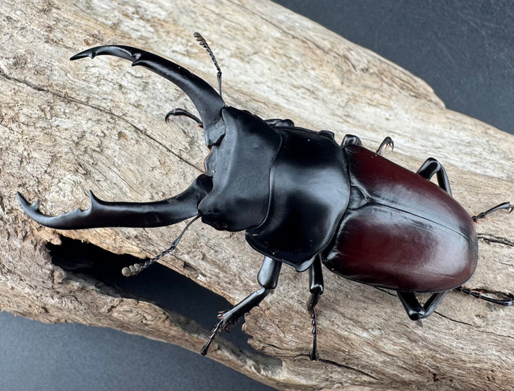 【WD】《ドンキエルコクワ原名亜種 72.5mm ♂♀♀トリオ》