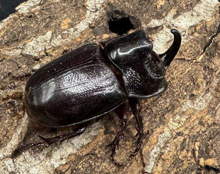 【WD】《マルタバンメンガタカブト 49.5mm ペア》