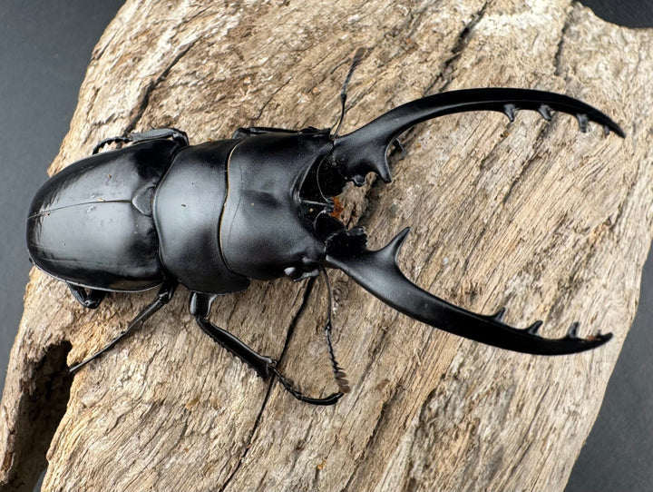 【WD】《フォルフィクラノコギリ原名亜種（マルバネノコギリ） 貴州省産 69mm ♂♀♀トリオ》