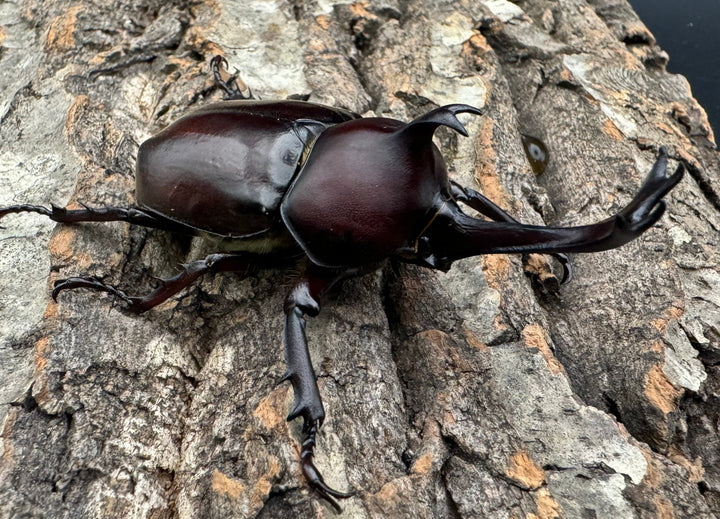 特別特価!!《ヤマトカブトムシ 八王子産 ペア》