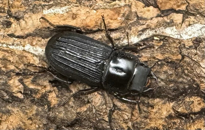 【WF1】《ドルクスミント Free ペア》